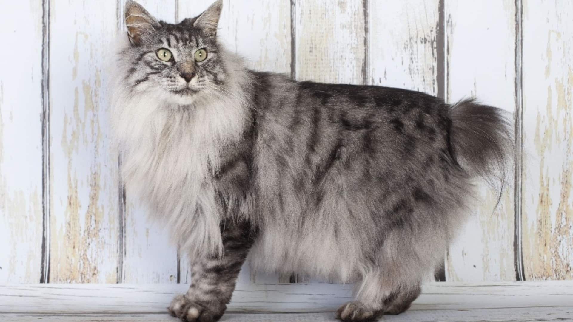 Kurilian Bobtail Prix de ce chat, Comportement & Caractère, Santé