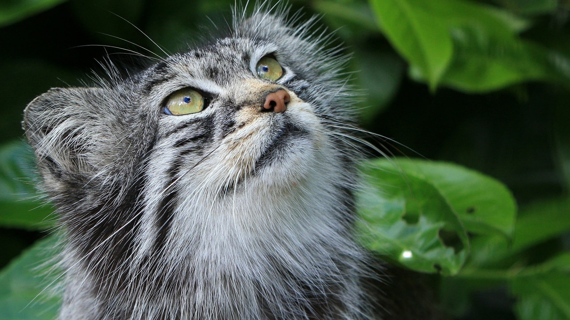 chat de pallas sauvage