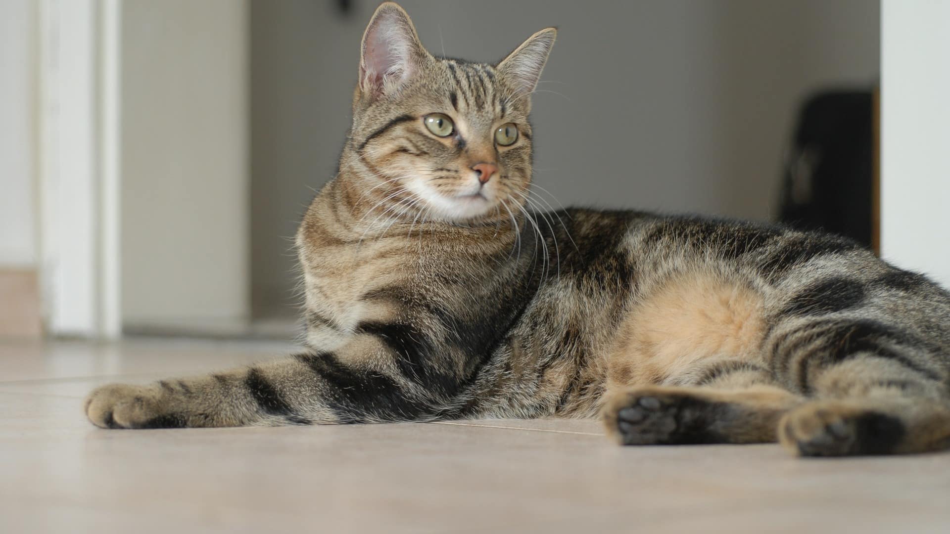 Chat Europeen Prix Comportement Caractere Sante