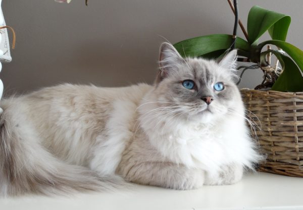 chat ragdoll