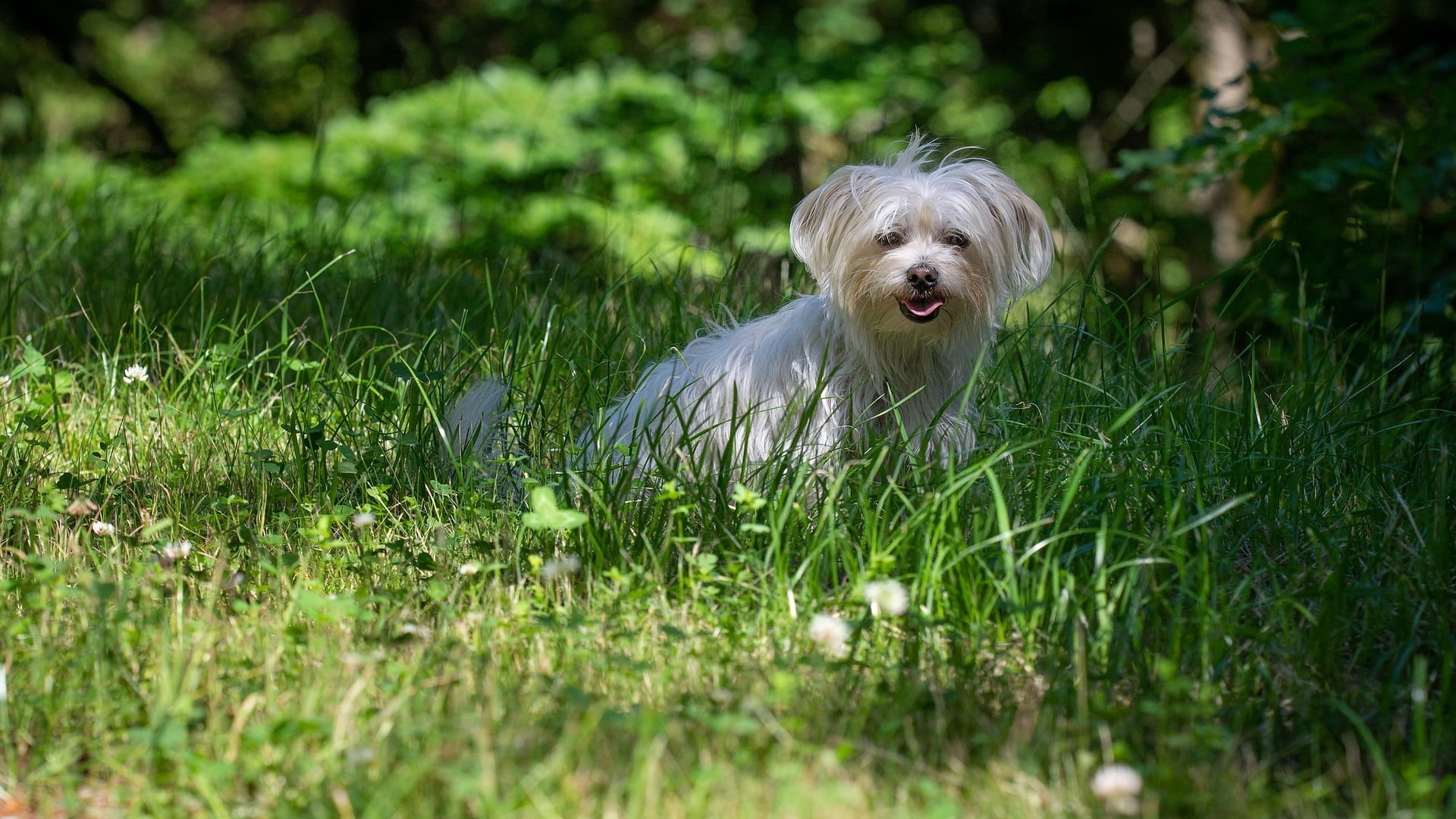 chien Bichon Maltais