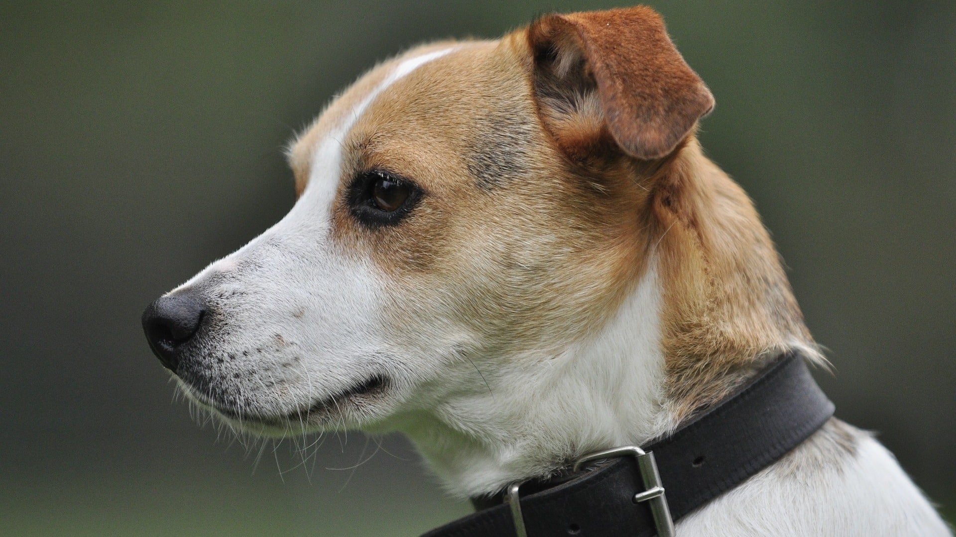 chien Jack Russell Terrier