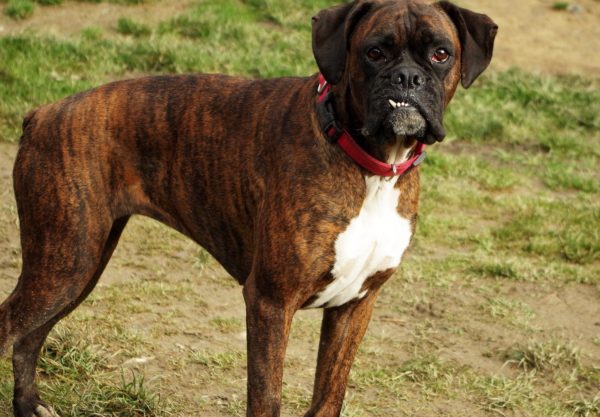 chien boxer