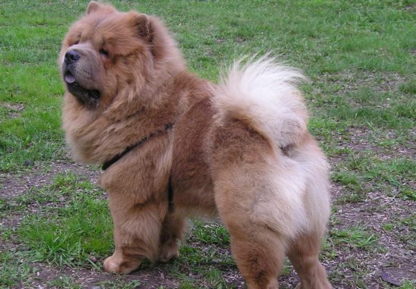 chien chow chow
