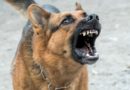 chien et Collier anti-aboiement