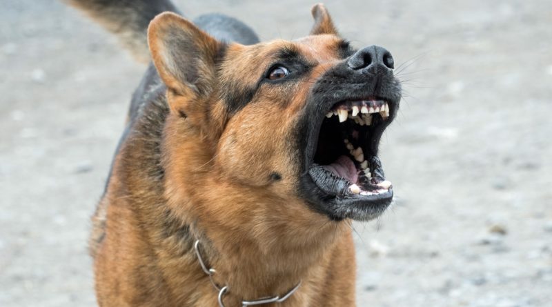 chien et Collier anti-aboiement