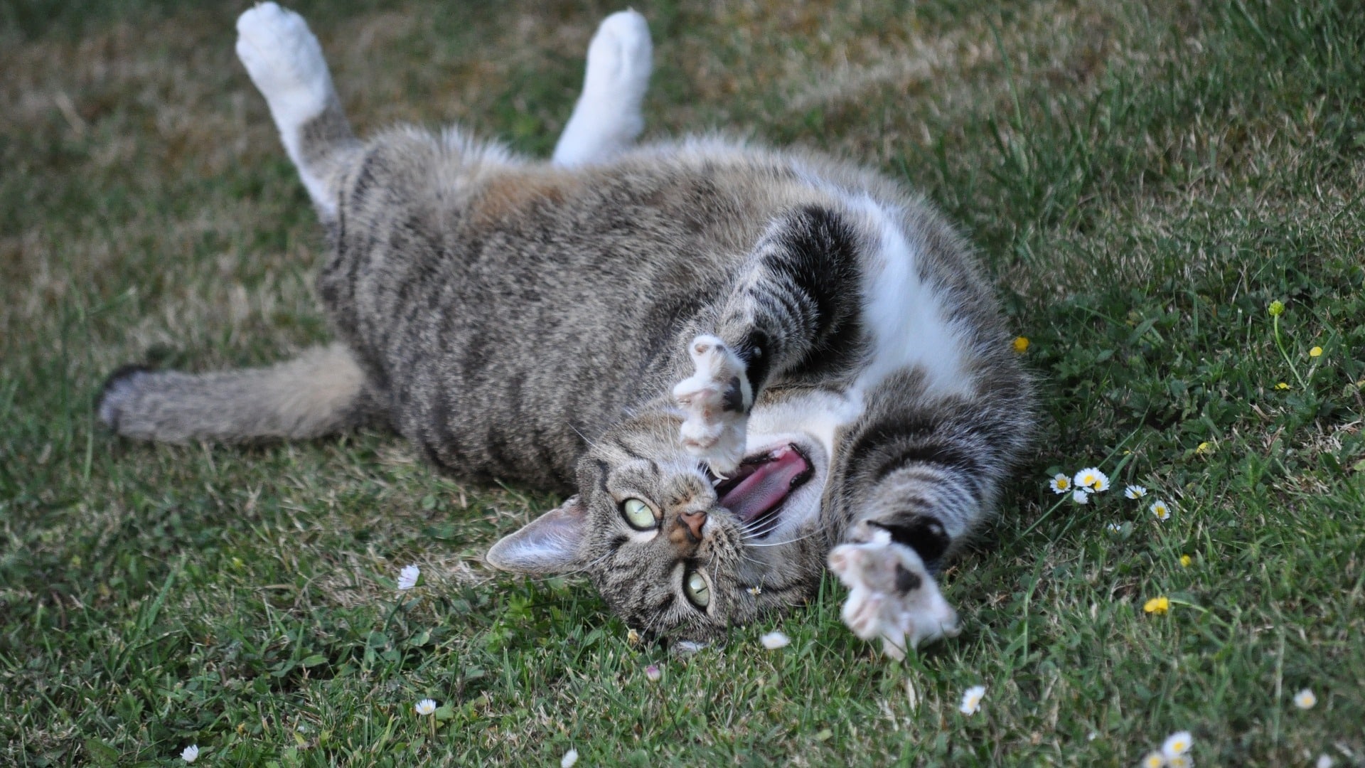 comportement chat européen