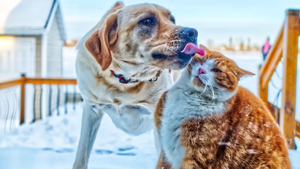 contact coronavirus et animaux de compagnie