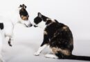coronavirus et animaux de compagnie