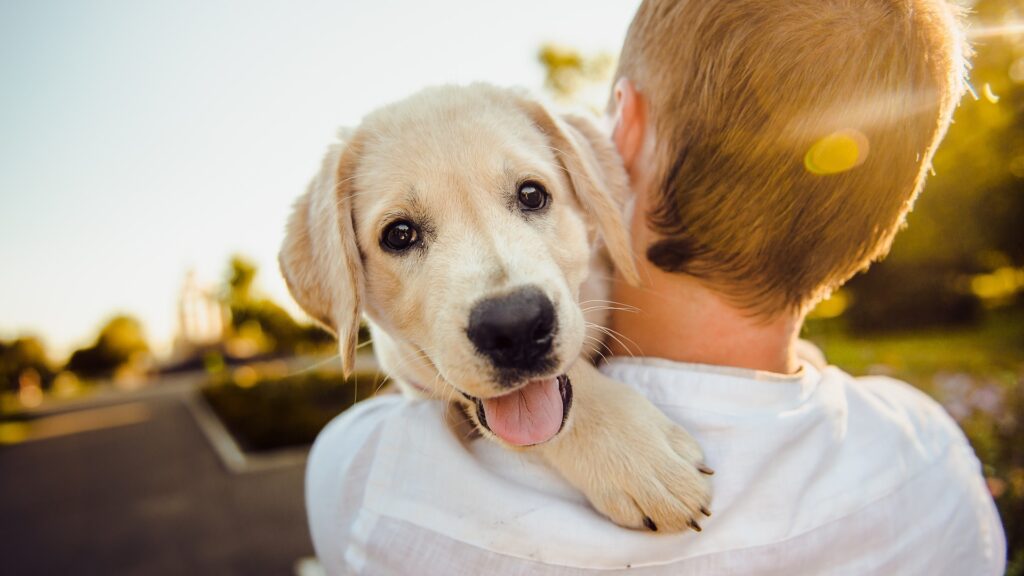 homme, coronavirus et animaux de compagnie