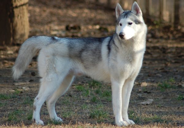 husky de sibérie