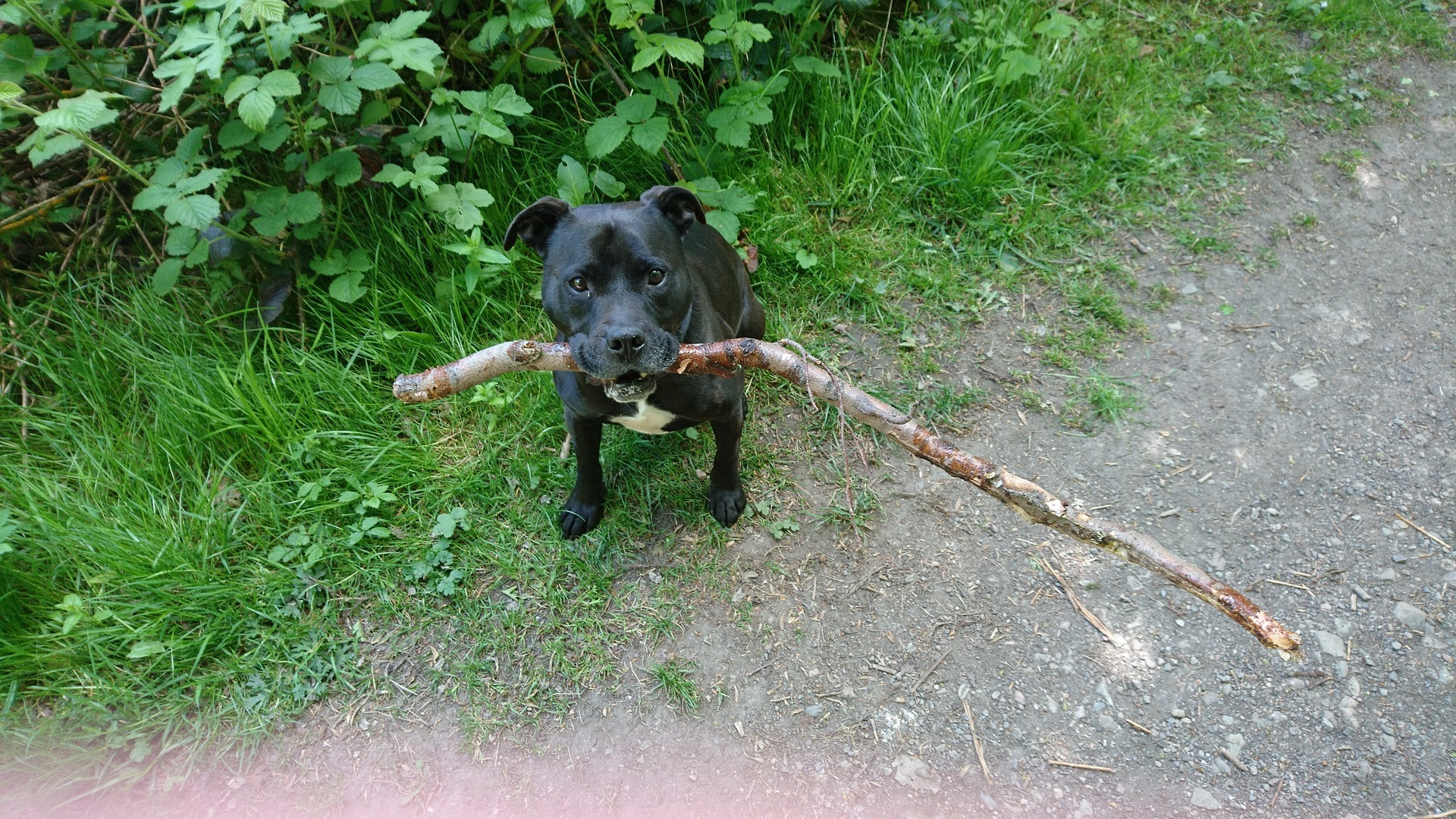 jouer avec Chien Staffordshire Bull Terrier