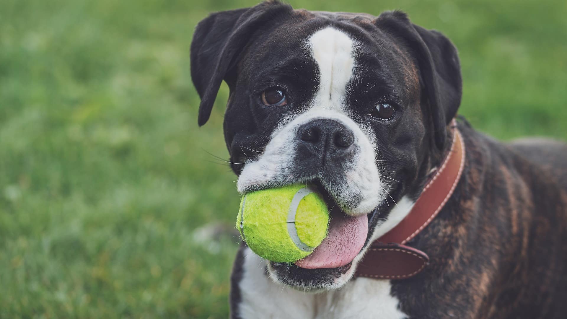 jouet chien boxer