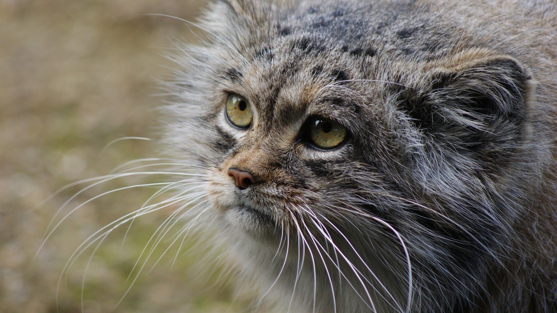 manul chat de pallas