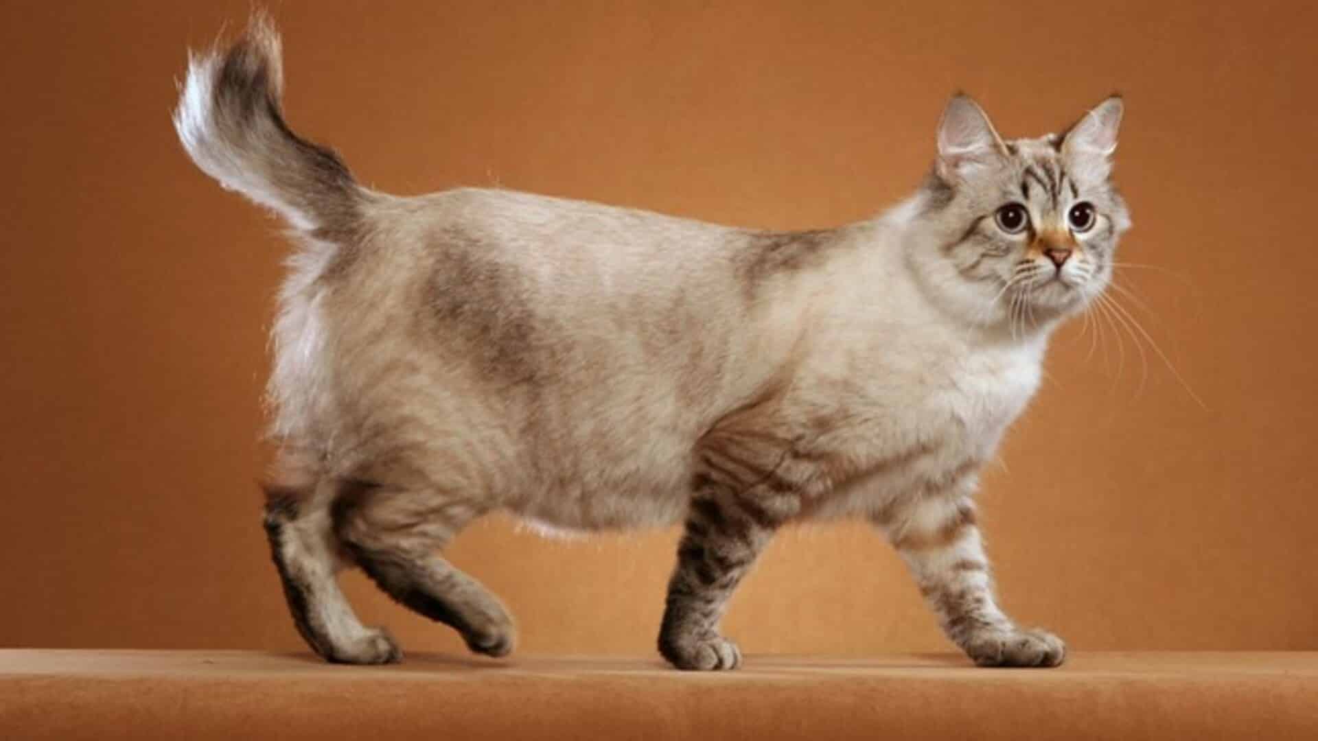 Американский бобтейл кошки