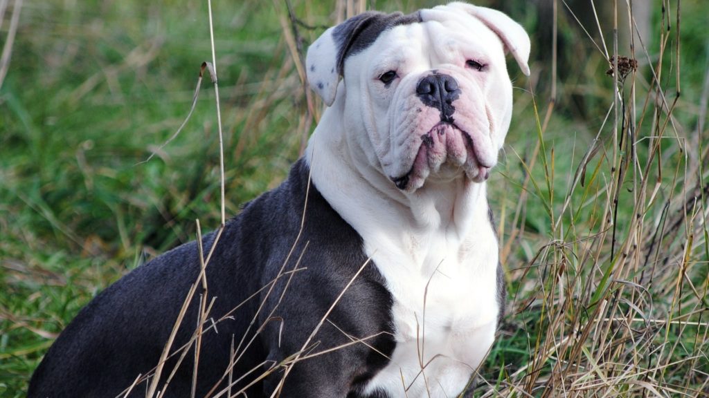 pelage Bulldog Anglais