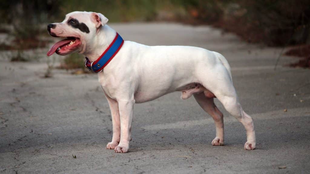 pelage Chien Staffordshire Bull Terrier