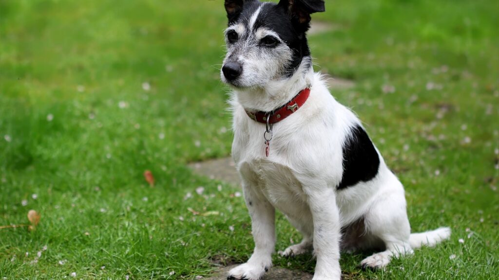 pelage Jack Russell Terrier