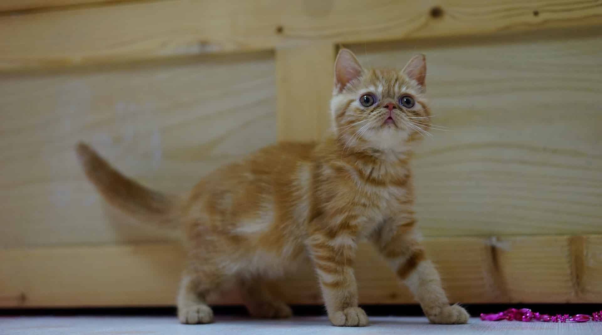 pelage chat exotic