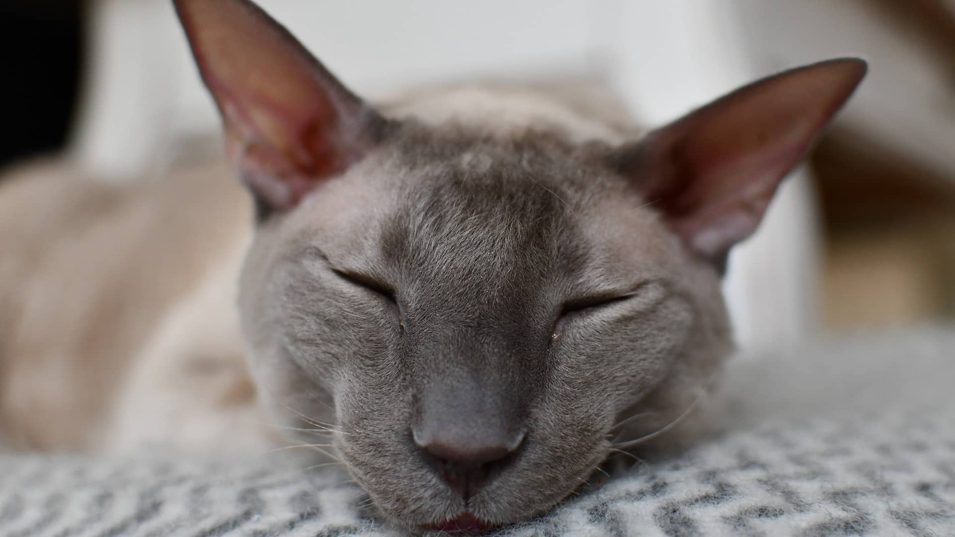 santé Chat Cornish Rex