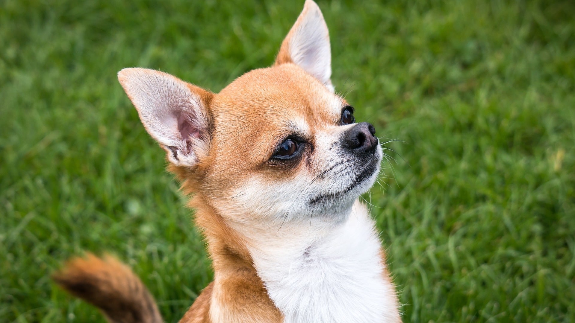 Chihuahua Prix de ce chien, Caractère, Santé, Alimentation