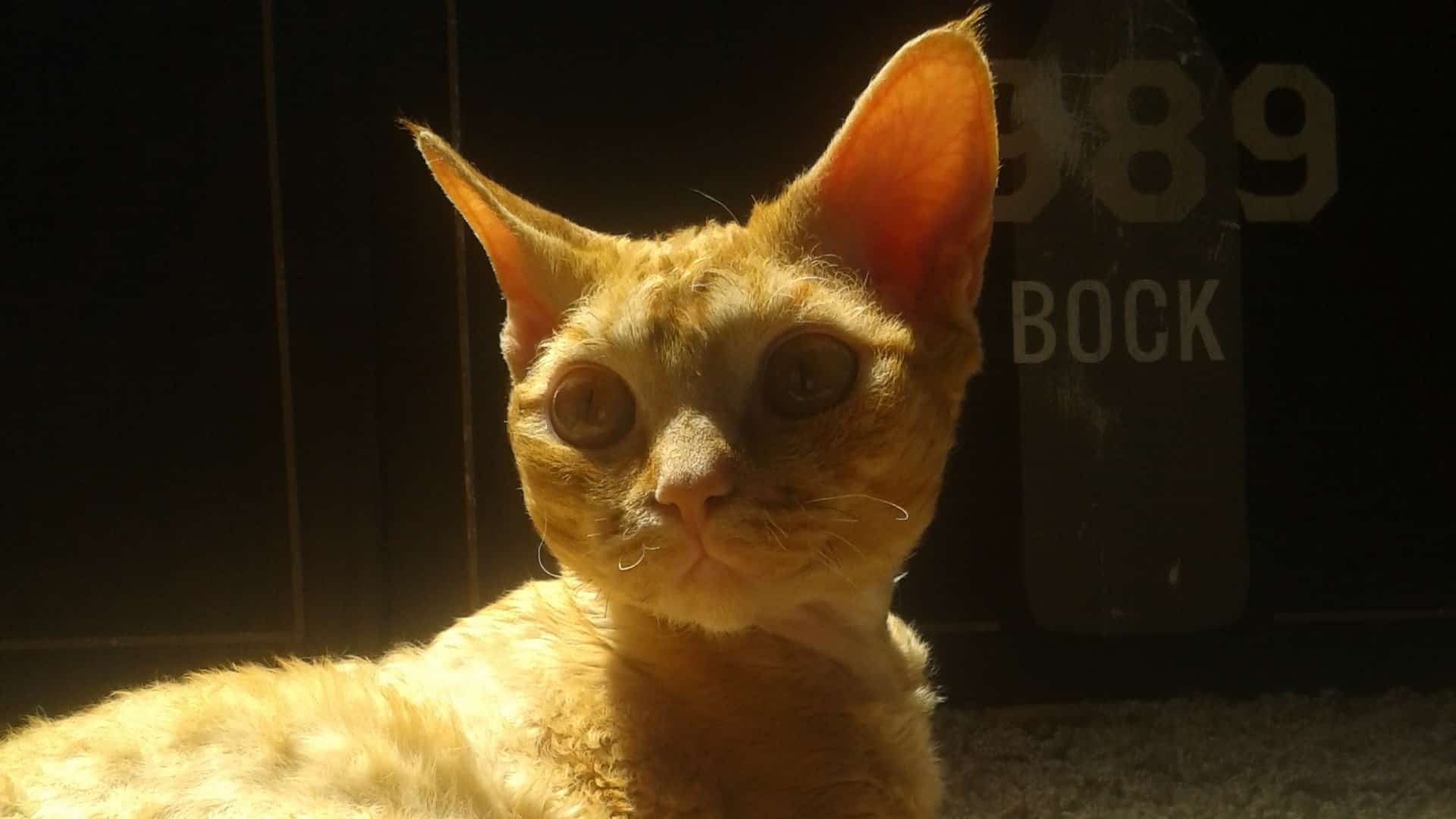 santé chat Devon Rex