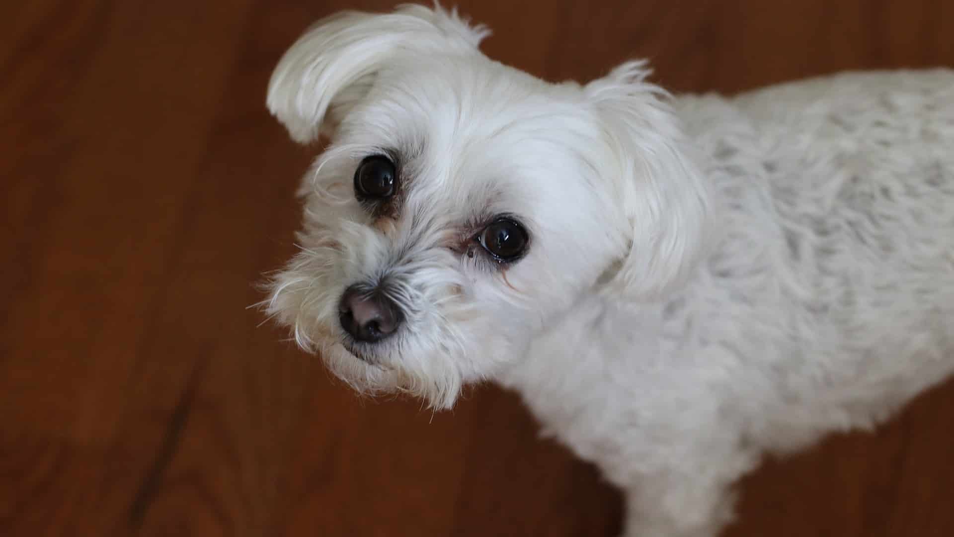 santé chien Bichon Maltais