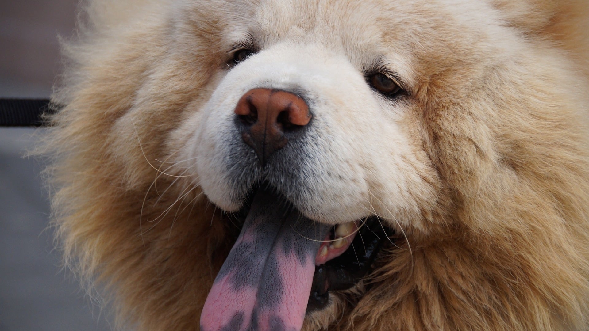 santé chien chow chow