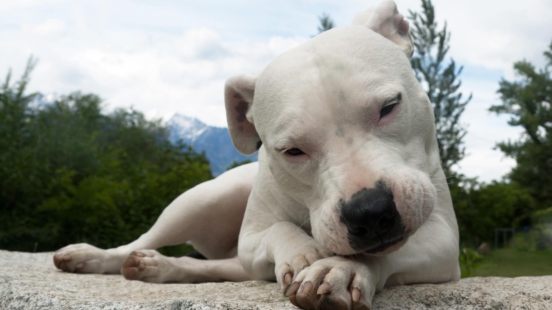 santé dogue argentin