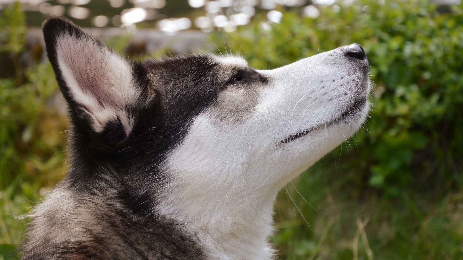 santé husky de sibérie