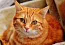 âge des chats