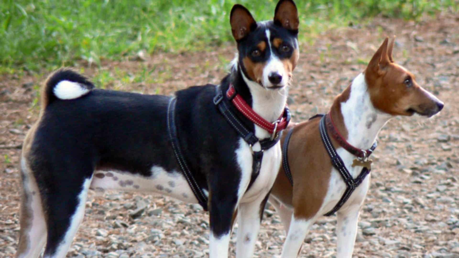 élevage chien basenji