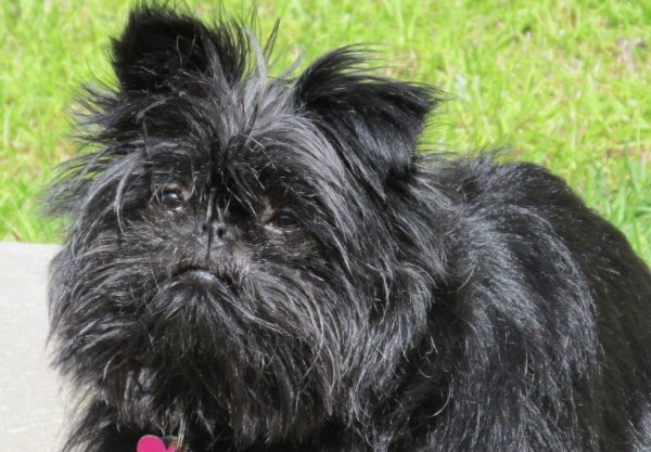 Affenpinscher