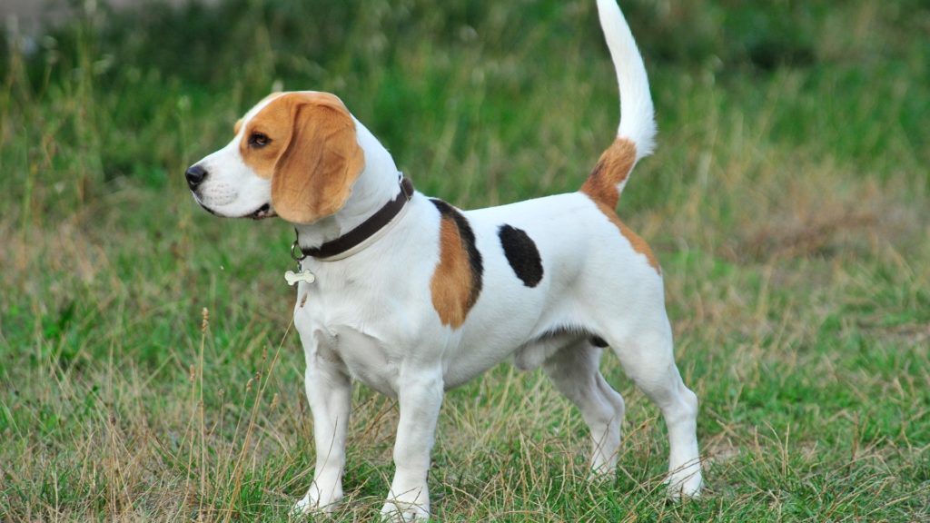 Beagle