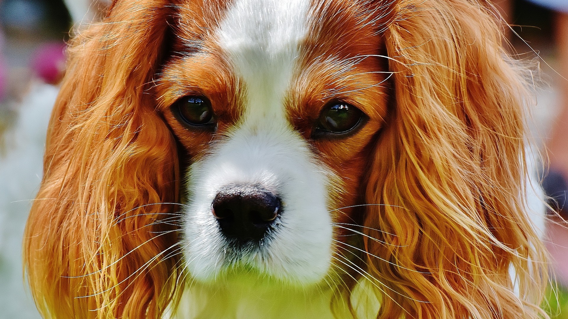 Cavalier King Charles Spaniel