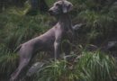 Chien de chasse