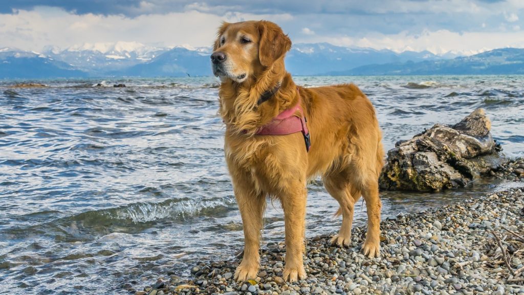 Golden Retriever