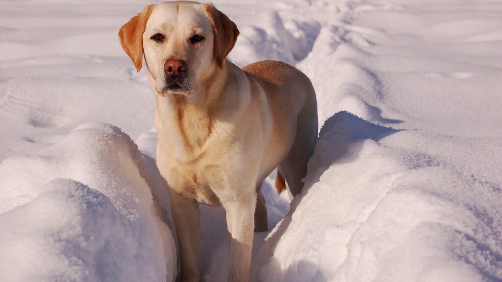 Labrador Retriever