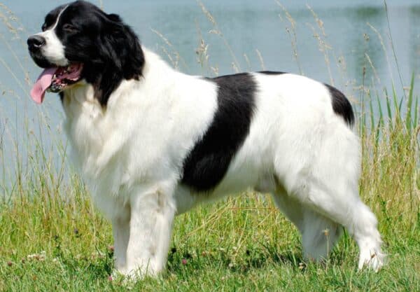 Landseer