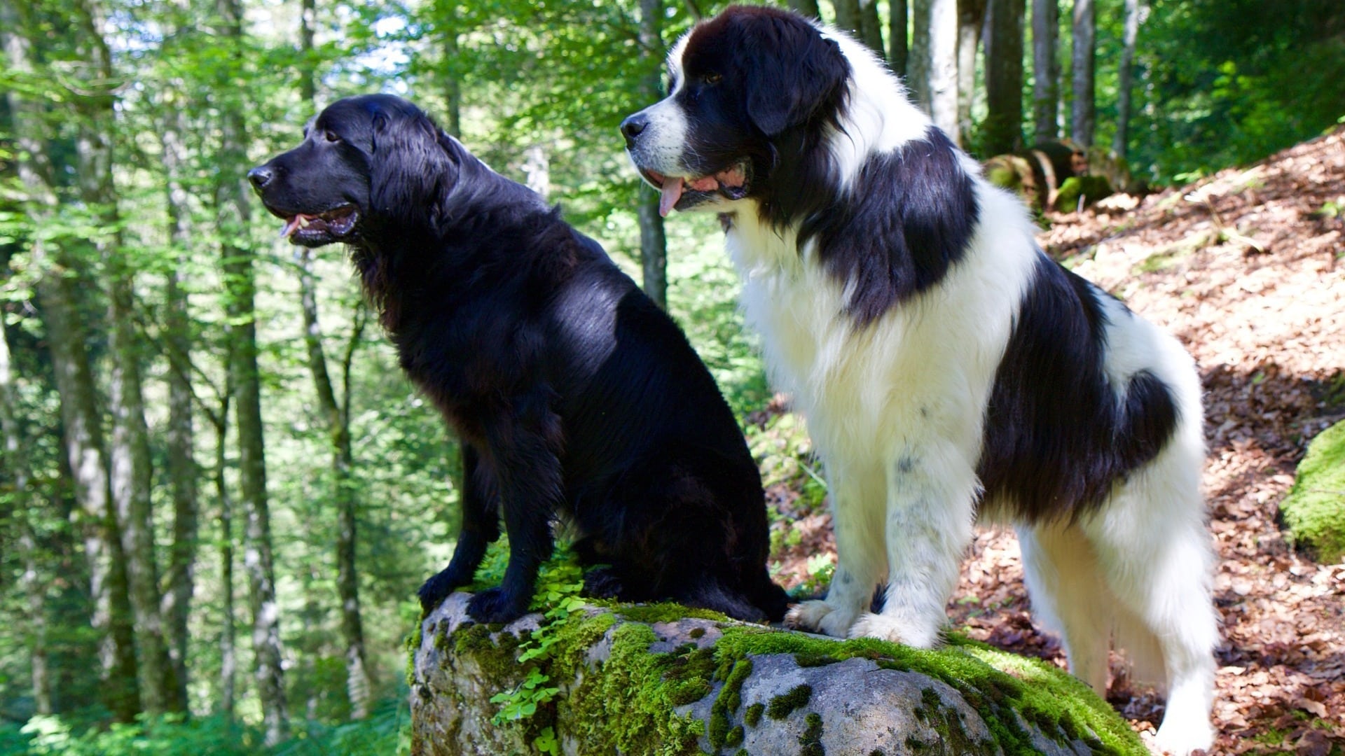 Landseer et autres animaux