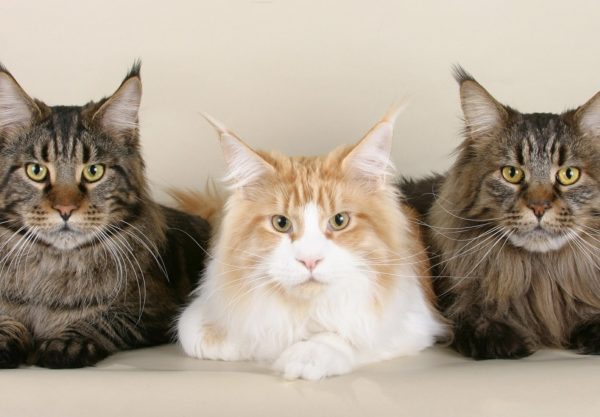 Maine coon