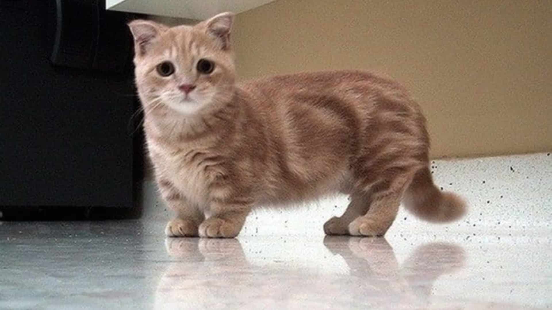 Short кот