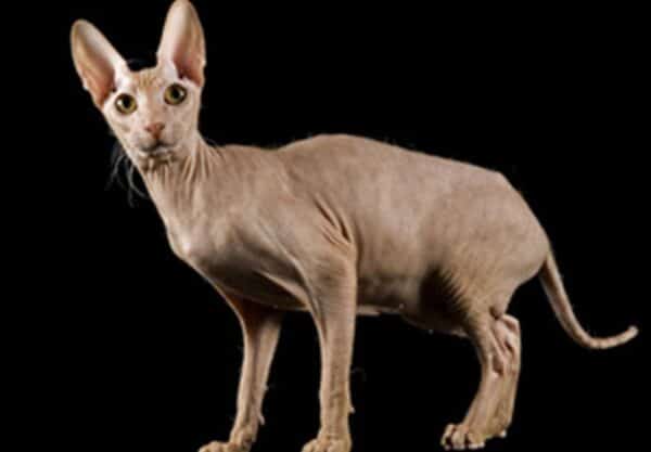 Peterbald