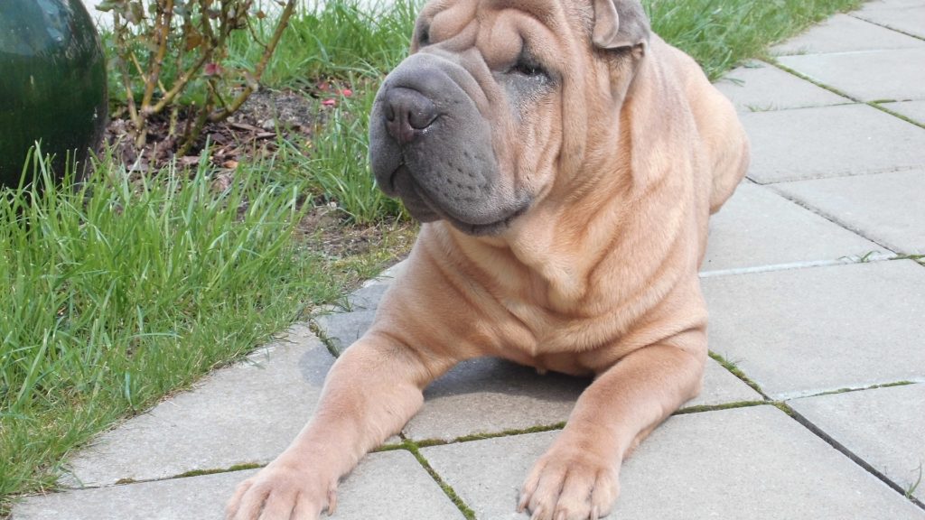 Shar-pei