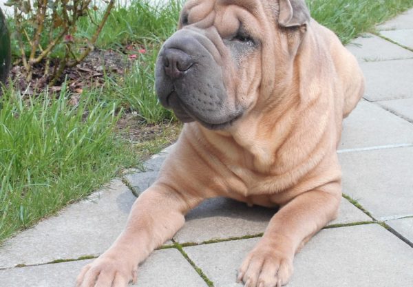 Shar-pei