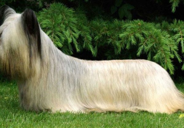 Skye terrier