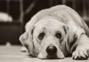 Stress chez les chiens