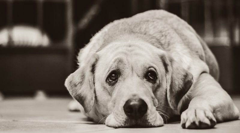 Stress chez les chiens