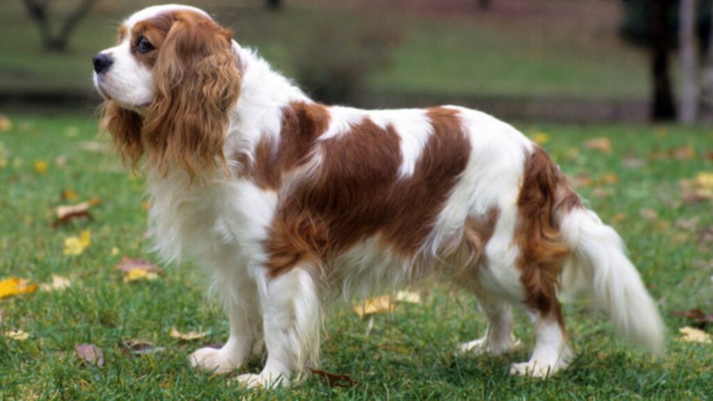 adopter Cavalier King Charles Spaniel