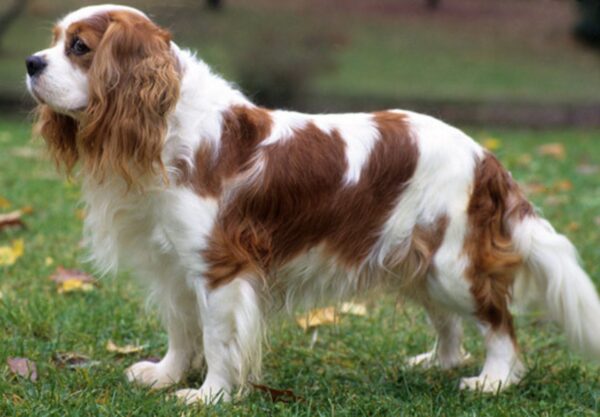 adopter Cavalier King Charles Spaniel